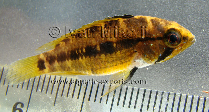 Apistogramma hongsloi
